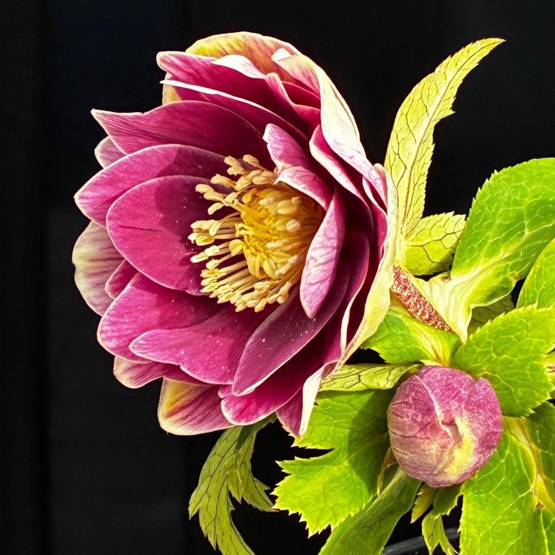 タ*ー様 3550☘️蕾花付き☘️⭐️ソレイユ⭐️紅ピンク⭐️広瀬園芸⭐️