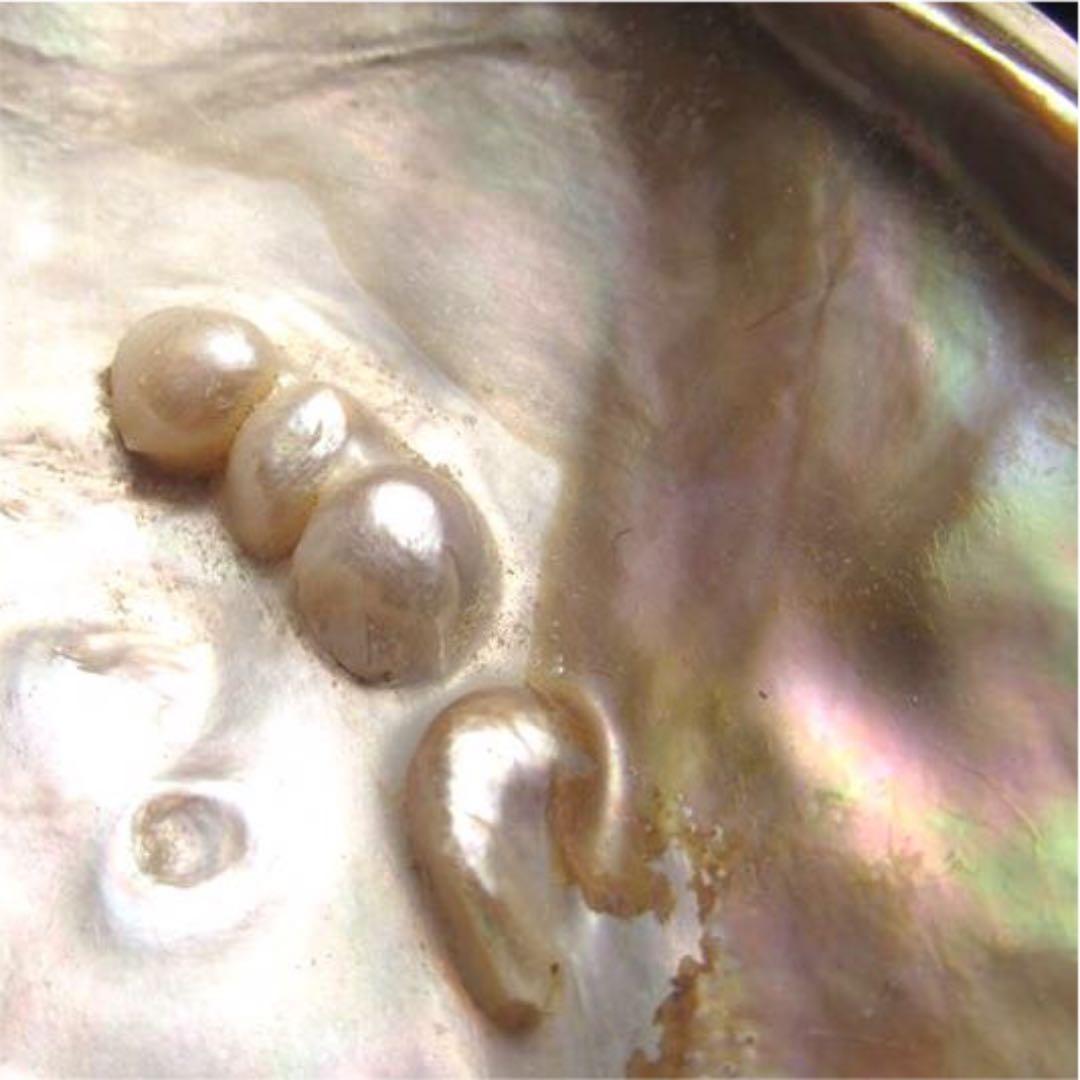 ★特選NEW★浄化✴︎エネルギーUP☆得々２枚【イケチョウ貝パールシェルトレイ】❤️