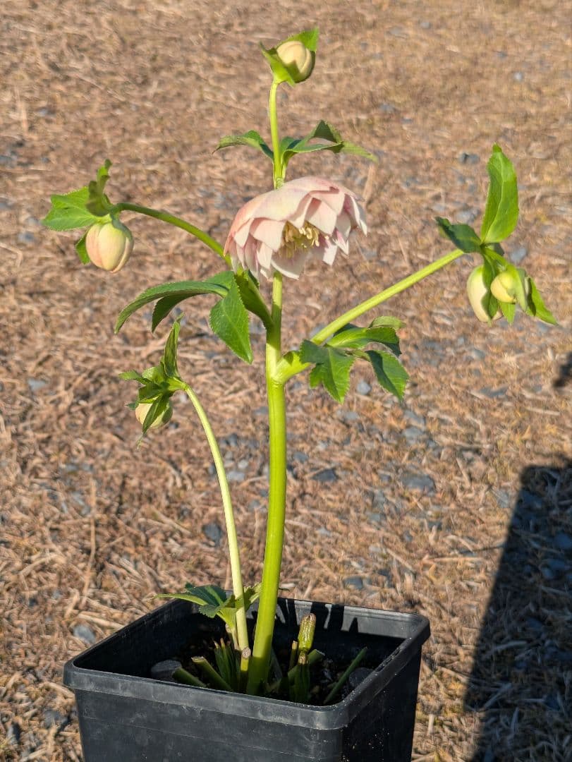 クリスマスローズ WS【オーレア系パステルピンクグラデーション】dd 堀切園