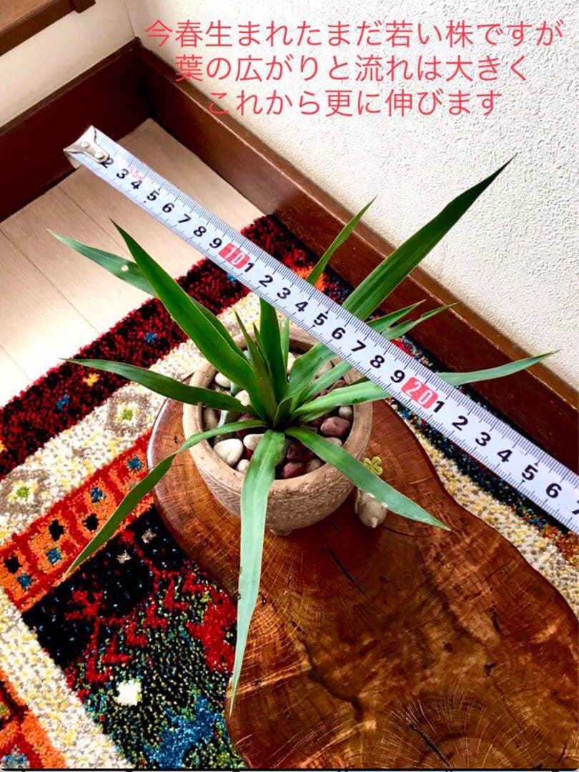 里山で完全野生化！幸運の木【ユッカグロリオサ＊アツバキミガヨラン】インドの鉢植え