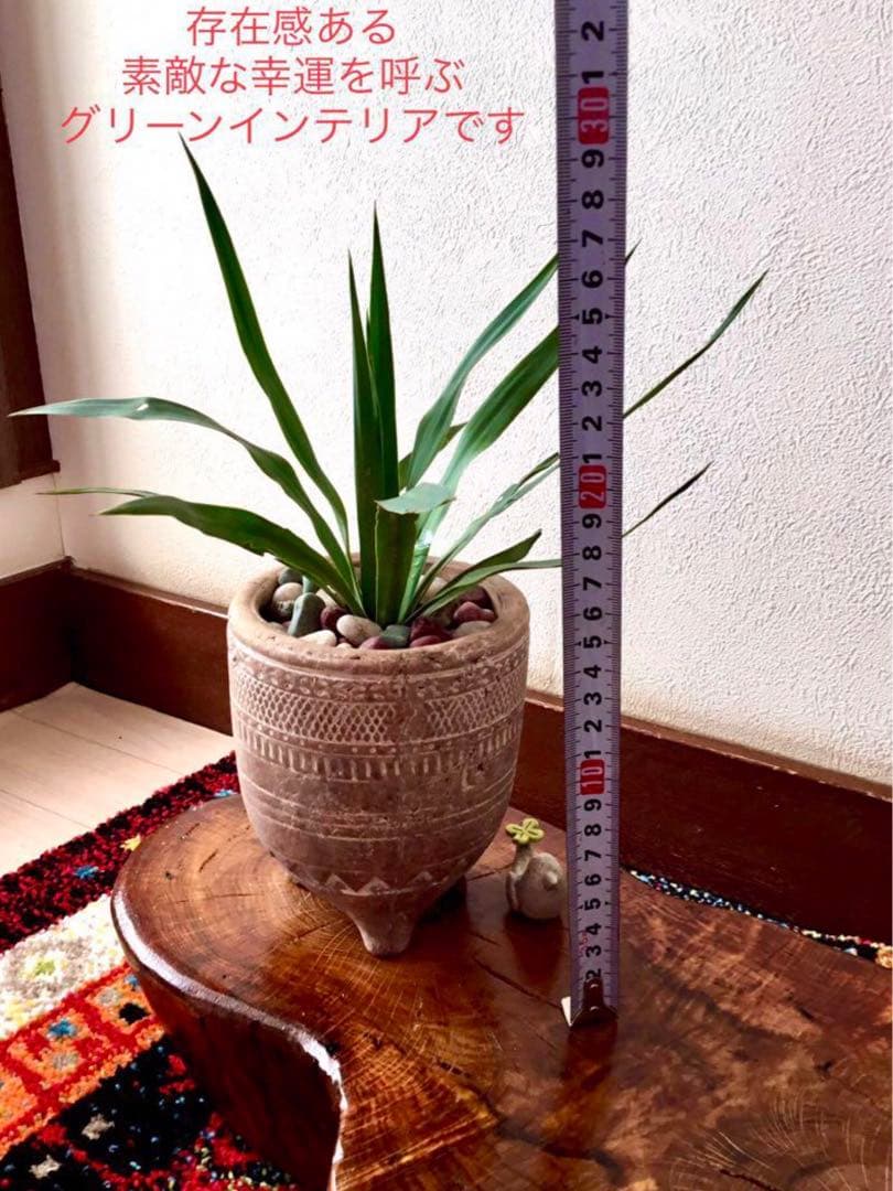 里山で完全野生化！幸運の木【ユッカグロリオサ＊アツバキミガヨラン】インドの鉢植え
