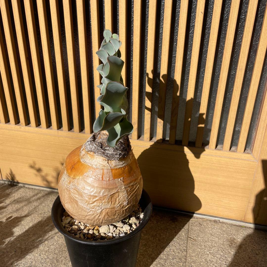 メ*4様 ブーファン ハエマンソイデス