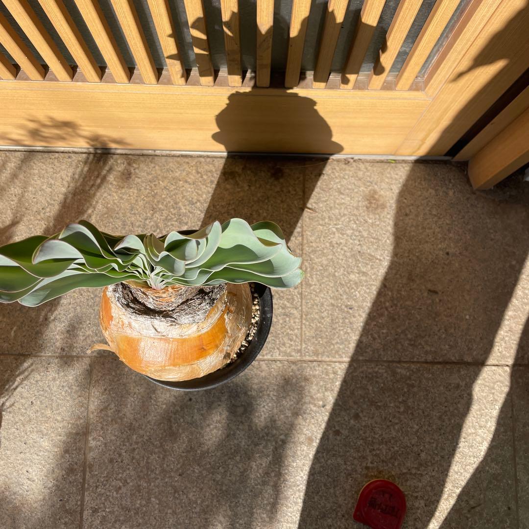 メ*4様 ブーファン ハエマンソイデス