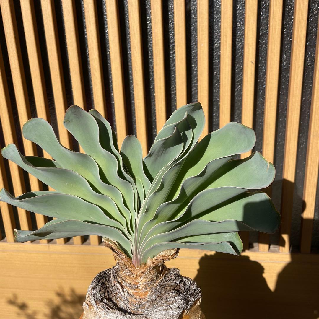 メ*4様 ブーファン ハエマンソイデス