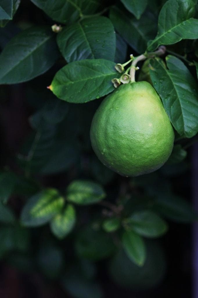 美品 MACRO-TAKUMAR 6×7 135mm F4 PENTAX67