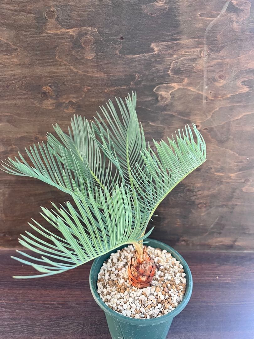 サイカスカイルンシアナ スーパーブルー短葉　M16