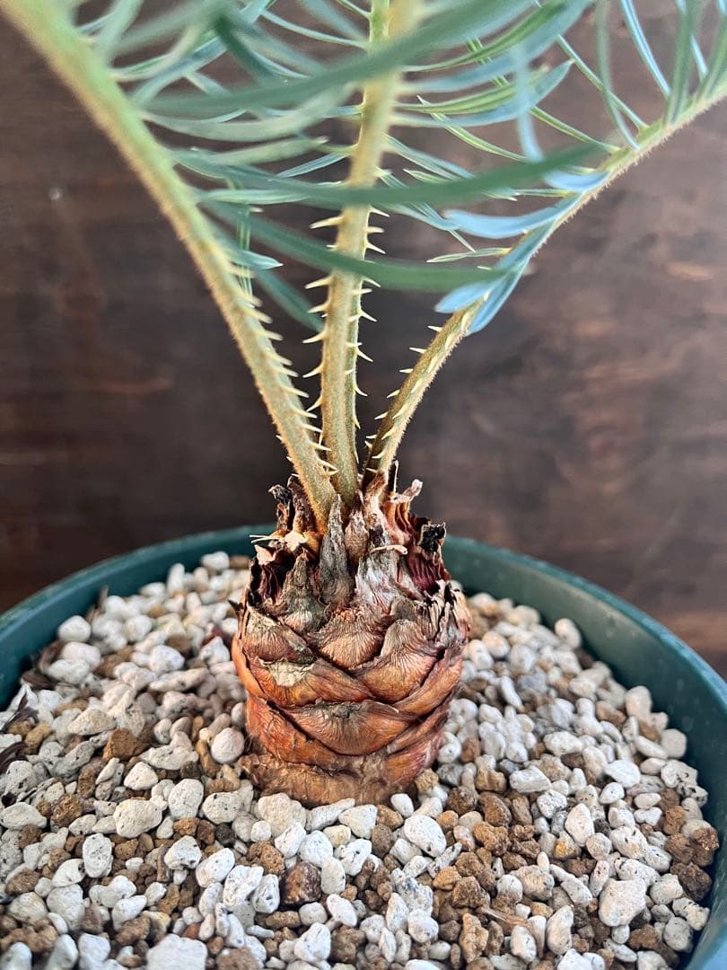 サイカスカイルンシアナ スーパーブルー短葉　M16