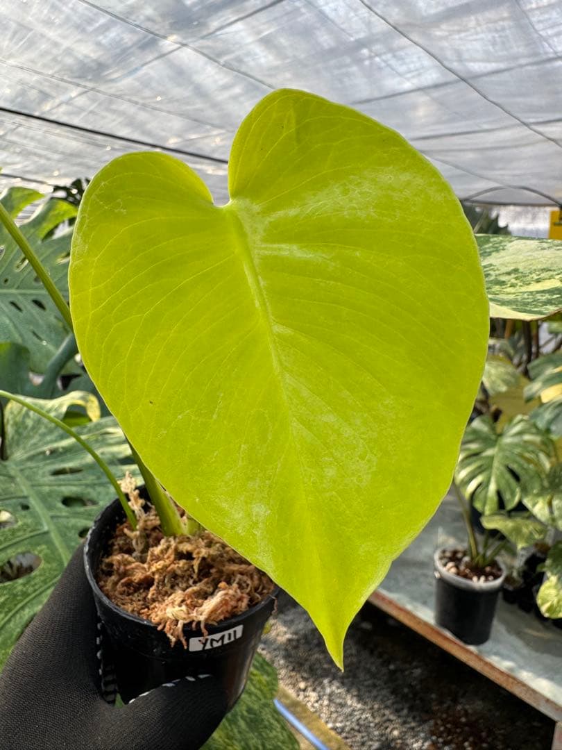 YM11 モンステラ　イエローマリリン　黄斑入り