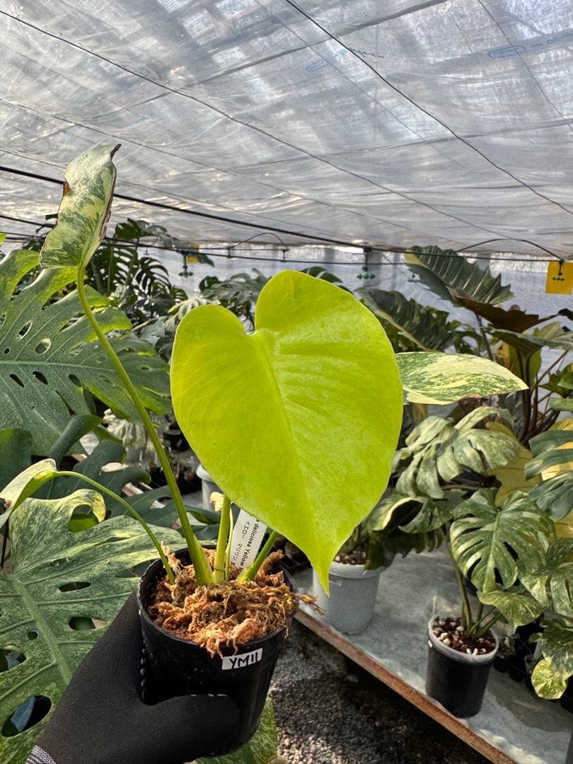 YM11 モンステラ　イエローマリリン　黄斑入り