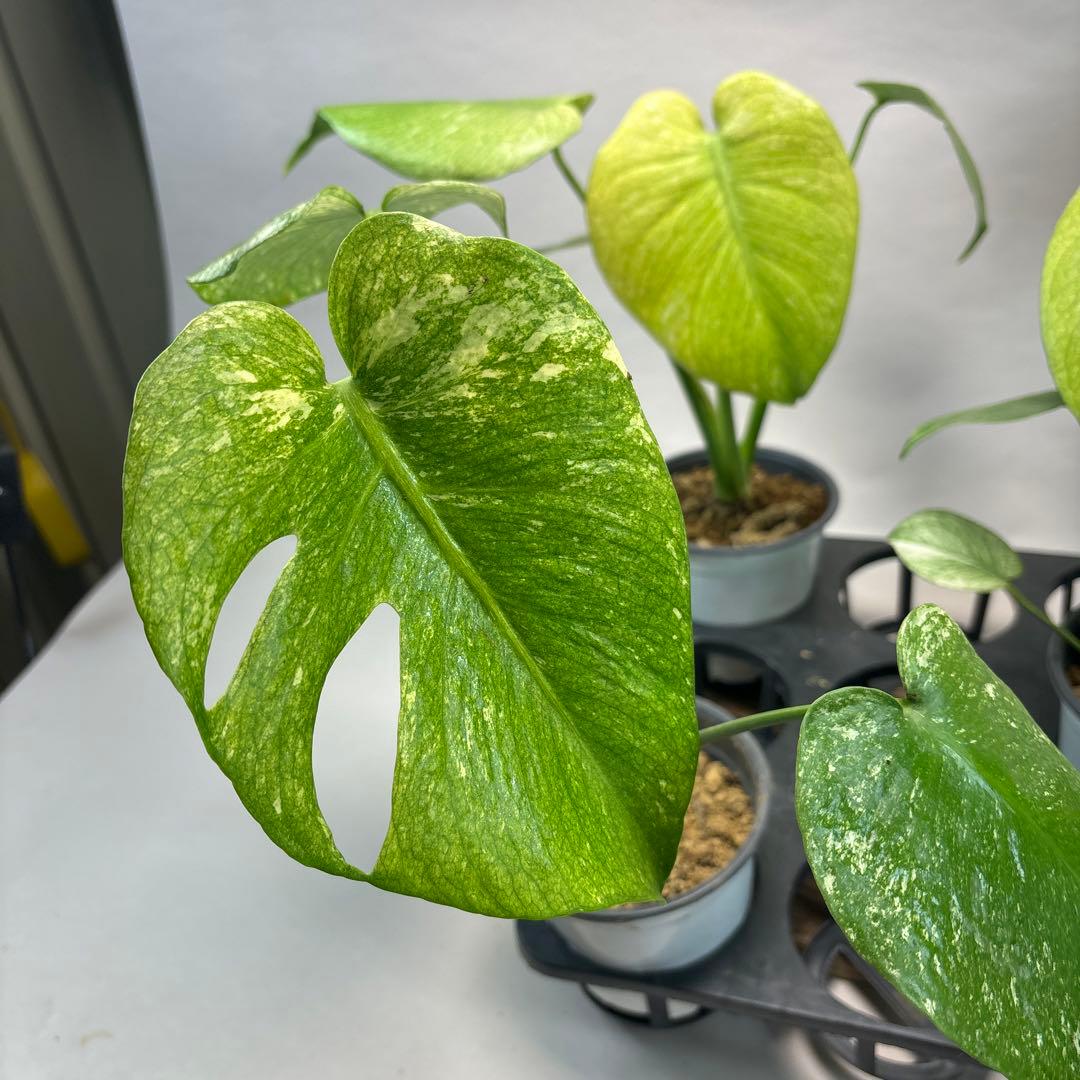 ぴ*く様 5株セットms116【特別選抜】ホワイトモンスター／天津蘭 モンステラ