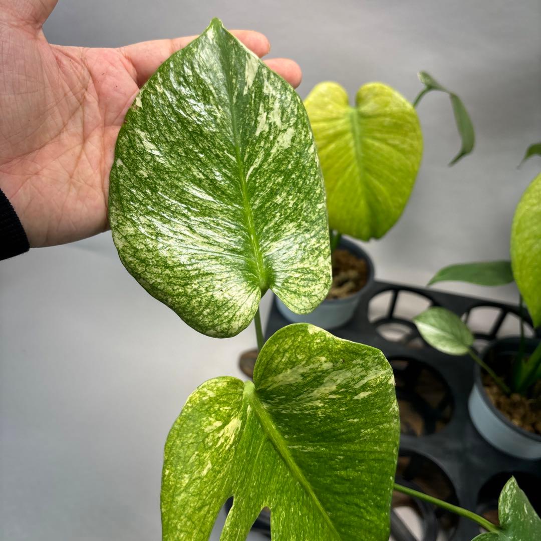 ぴ*く様 5株セットms116【特別選抜】ホワイトモンスター／天津蘭 モンステラ