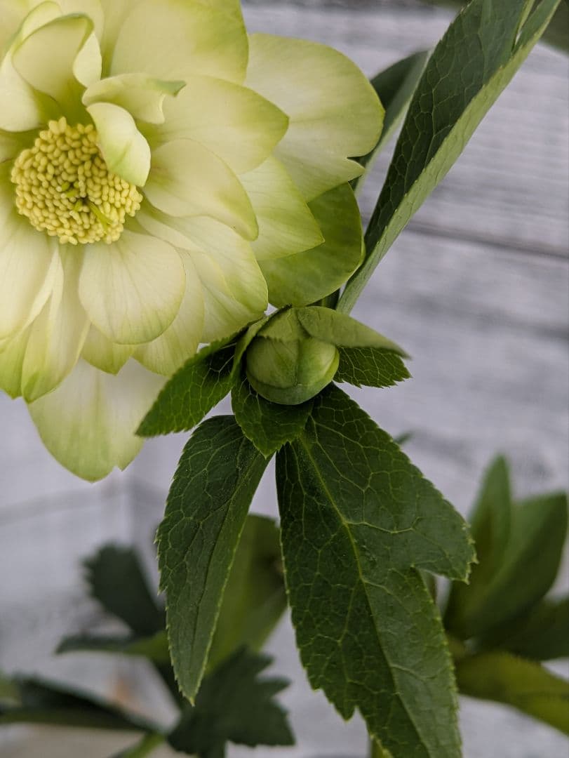 【現品・ポットまま発送】超希少　曽田園芸クリスマスローズ 利休③