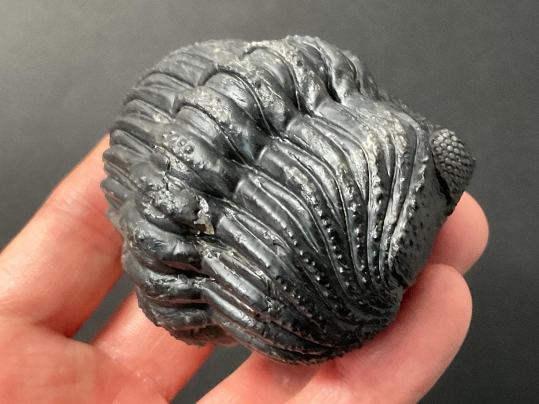 ドロトプス・メガロマニクス [PH59] 三葉虫 化石