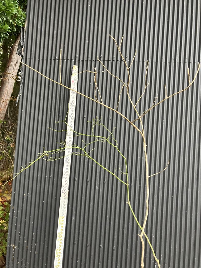 くまま 山採り　アオダモ　コハウチワカエデ　混合株