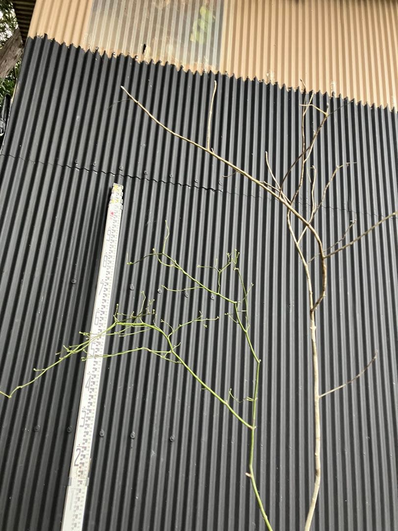 くまま 山採り　アオダモ　コハウチワカエデ　混合株