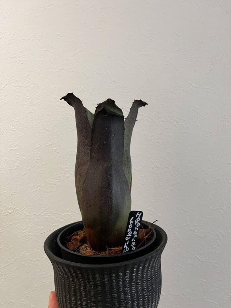 【特別選抜】Hohenbergia ホヘンベルギアレオポルドホルスティ No.8