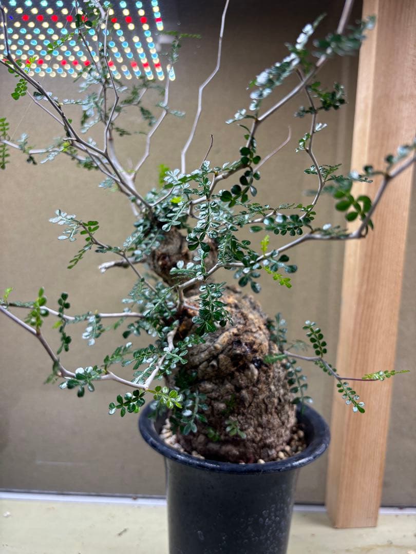 オペルクリカリアパキプス　現地　現地球　発根済み