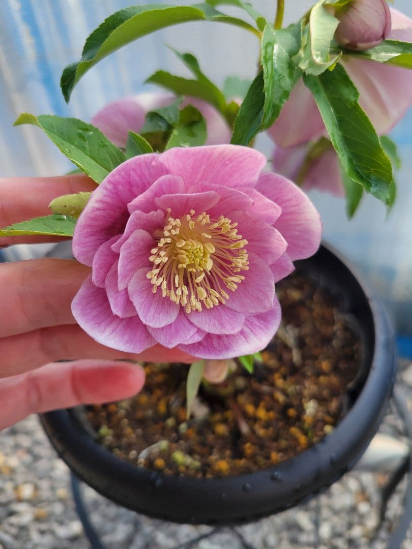 広瀬園芸　クリスマスローズ　ピンクダブル