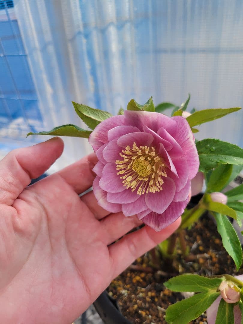 広瀬園芸　クリスマスローズ　ピンクダブル