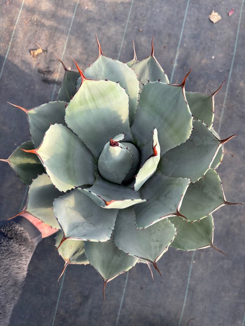 アガベ　パリー　トランカータ　大サイズ　鉢毎発送致します。検　リップルエフェクト