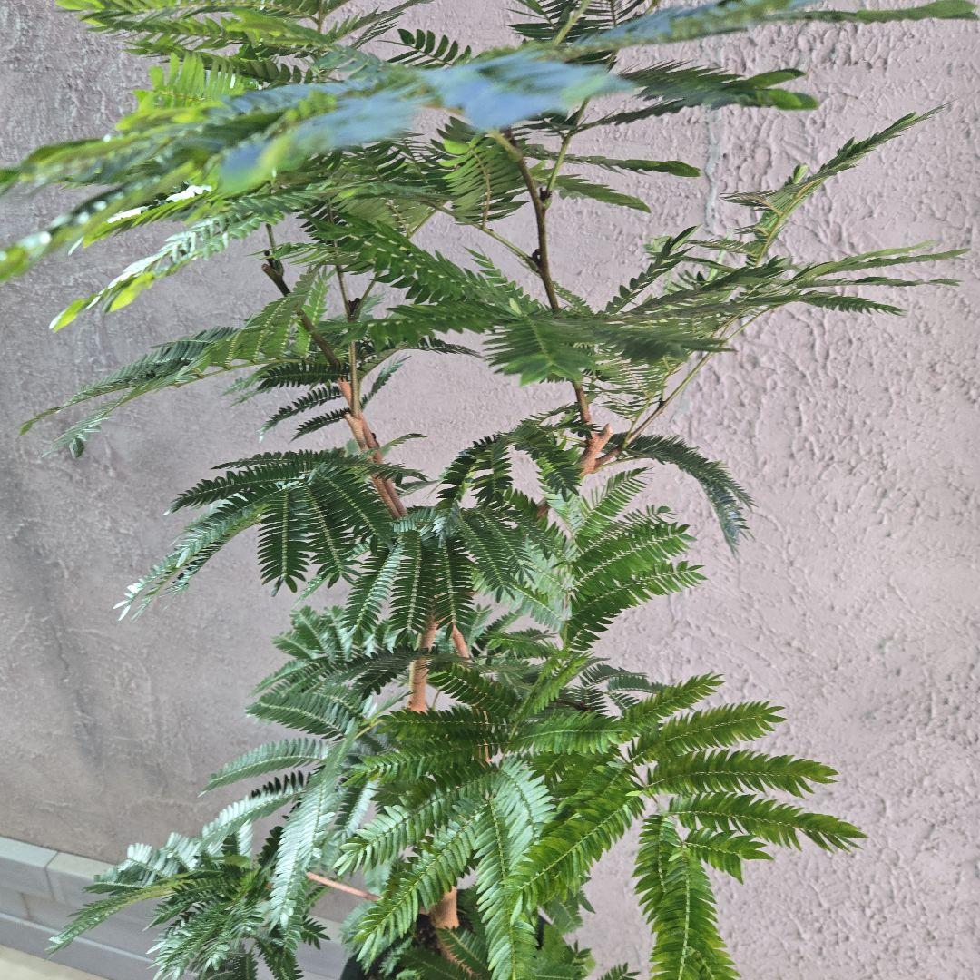 ⑦　エバーフレッシュ　8号特大苗木最高等級極太‼️