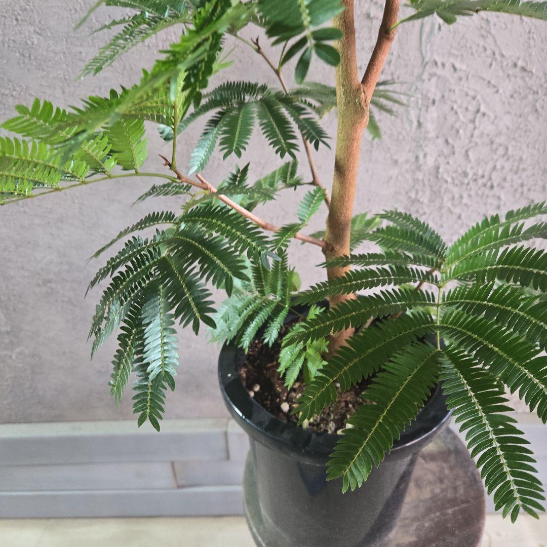 ⑦　エバーフレッシュ　8号特大苗木最高等級極太‼️