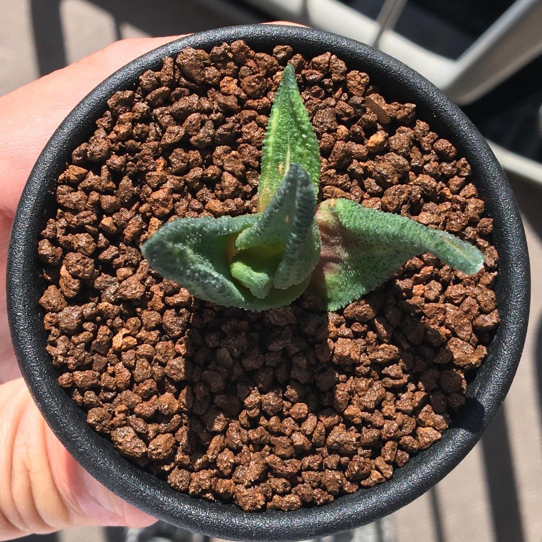 【原種】ハオルチア ソルディダ 'Mint Cream' JDV91-127