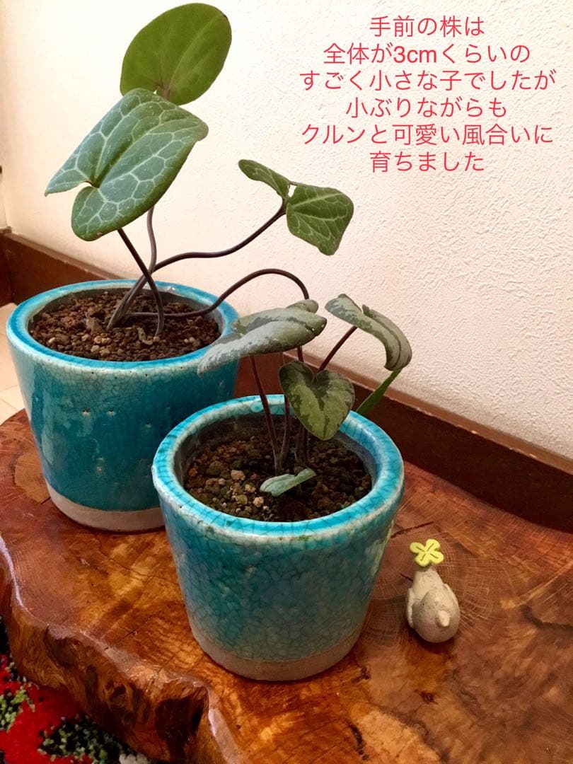 【希少植物＊天然＊野生の美しいカンアオイ＊寒葵＊模様は2種類】亀甲斑入り