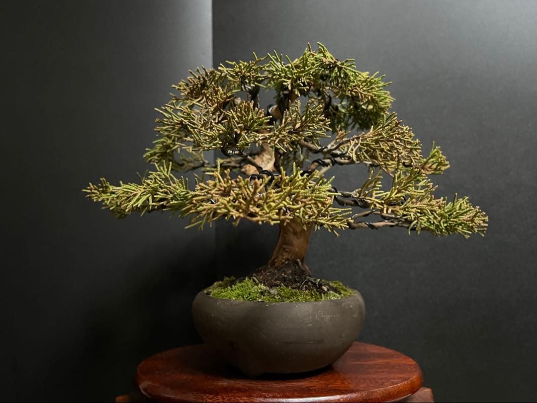 真柏盆栽　糸魚川真柏　古木　太幹　捻転シャリ幹　小品盆栽　樹高17cm
