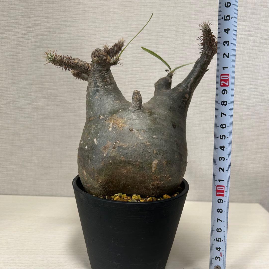 パキポディウム・グラキリス④　発根済み　現地球