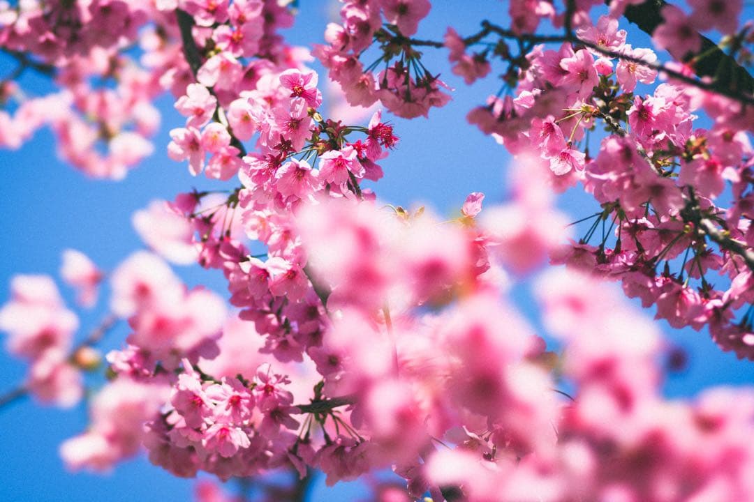 SONY 135mm F2.8 [T4.5] STF + zマウントアダプター