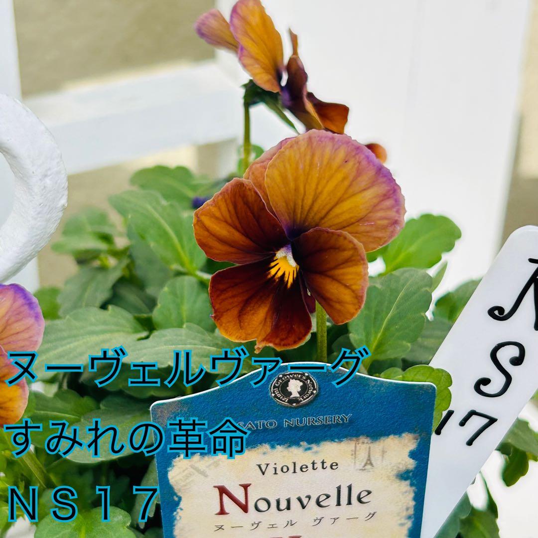 ＮＳ１７♥ サトウ園芸ヌーヴェルヴァーグ　すみれの革命♥超希少♥花苗ポットごと