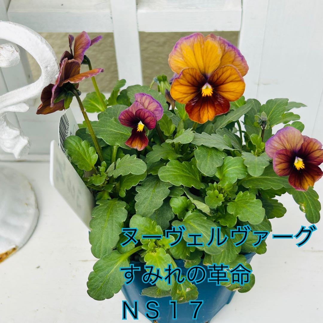 ＮＳ１７♥ サトウ園芸ヌーヴェルヴァーグ　すみれの革命♥超希少♥花苗ポットごと