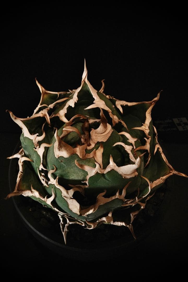 【PlusPlantsボール白鯨】アガベ　チタノタ　白鯨