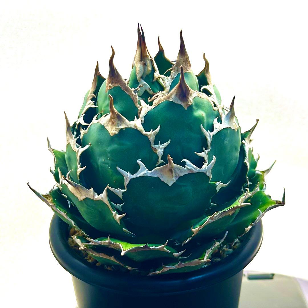 【美株】アガベ　チタノタ　ボール株　発根済み株株