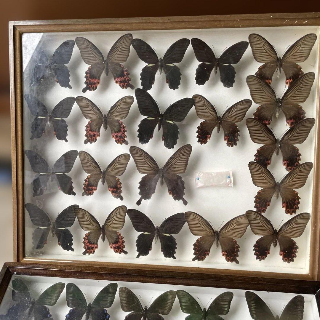 蝶の標本セット 多数4ケース