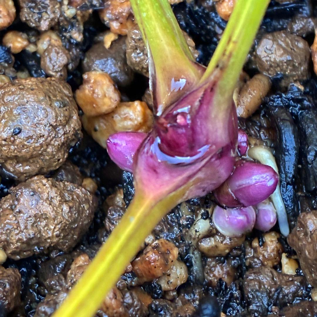 ˙*⋆様 3314⭐️超小輪⭐️フジタ⭐️オーレア⭐️ピコティーフラッシュ⭐️多