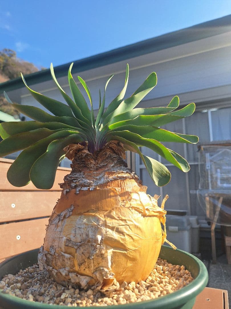 ブーファン　ハエマンソイデス