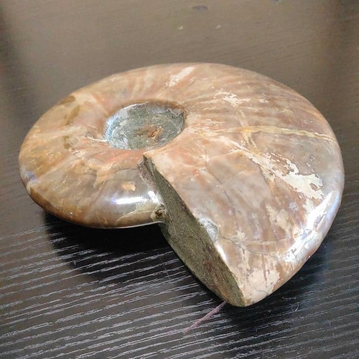 超大型マダガスカル産 アンモナイト化石