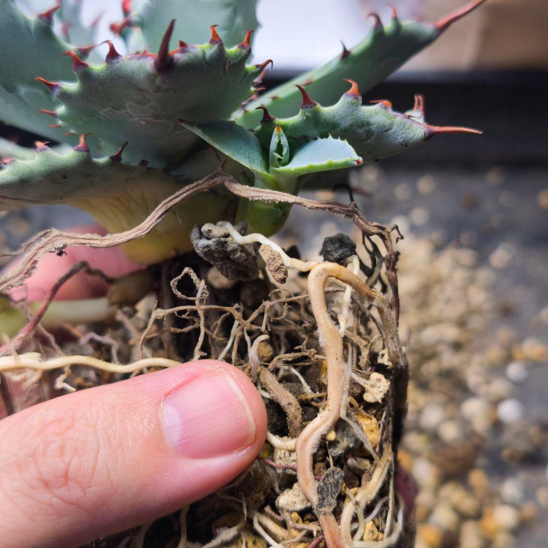 ク*ー様 ハイブリッドアガベ 楊貴妃×屈原の舞扇 直子3株セット