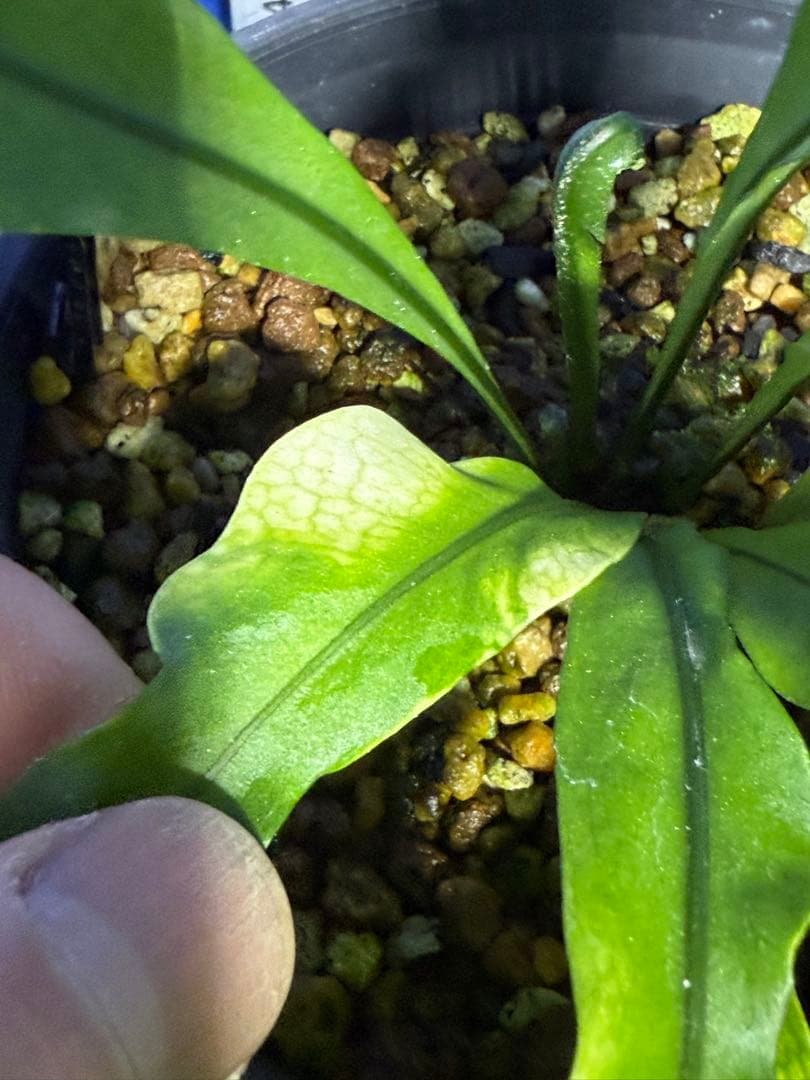 17 Microsorum sp.variegated 斑入りミクロソリュウム