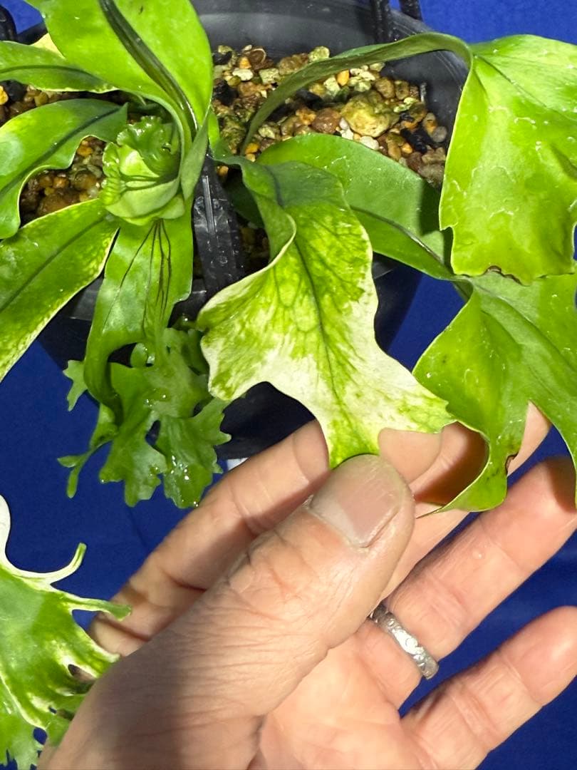 17 Microsorum sp.variegated 斑入りミクロソリュウム