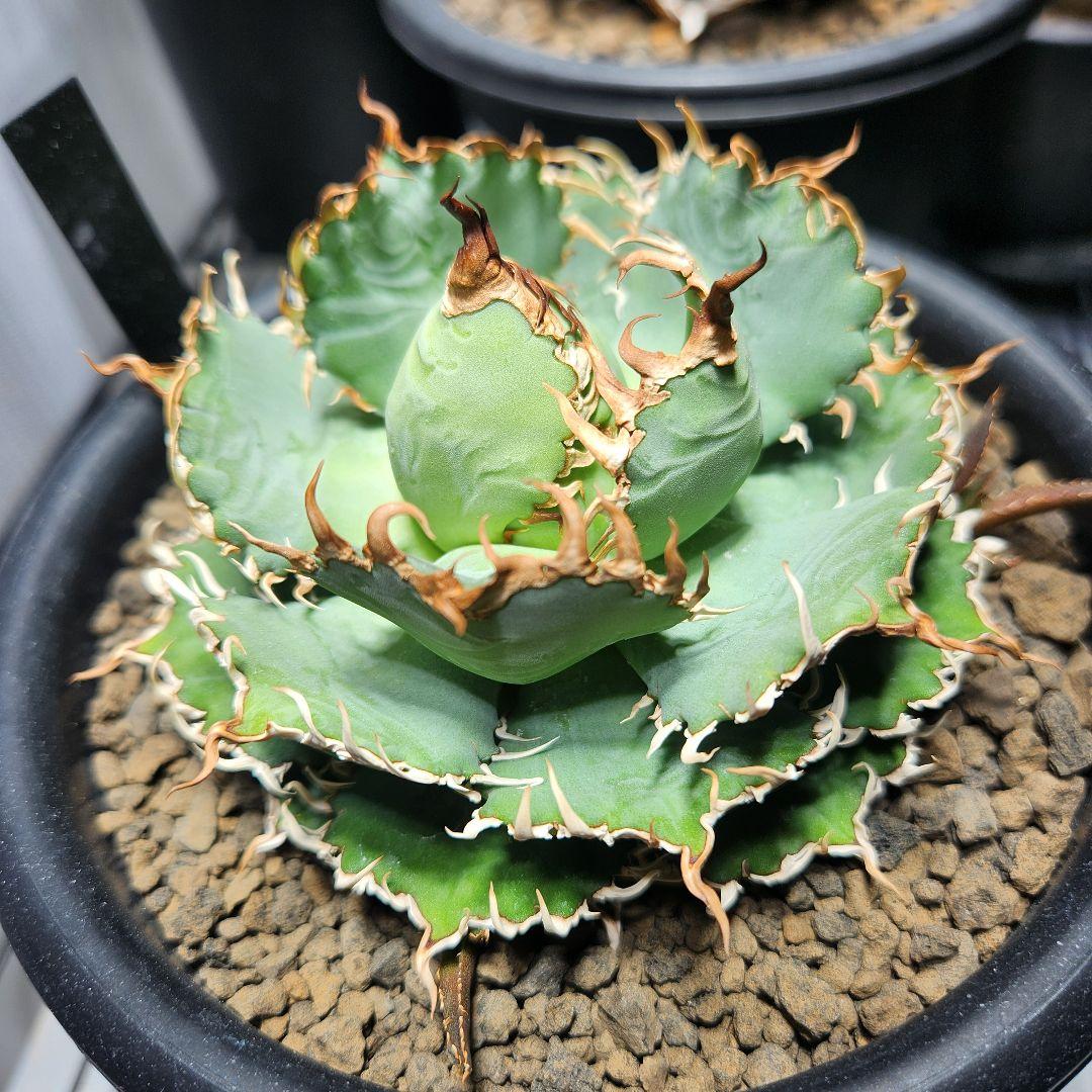 340＊コレクション株＊【2.7写真更新】アガベ チタノタ フィリグリー