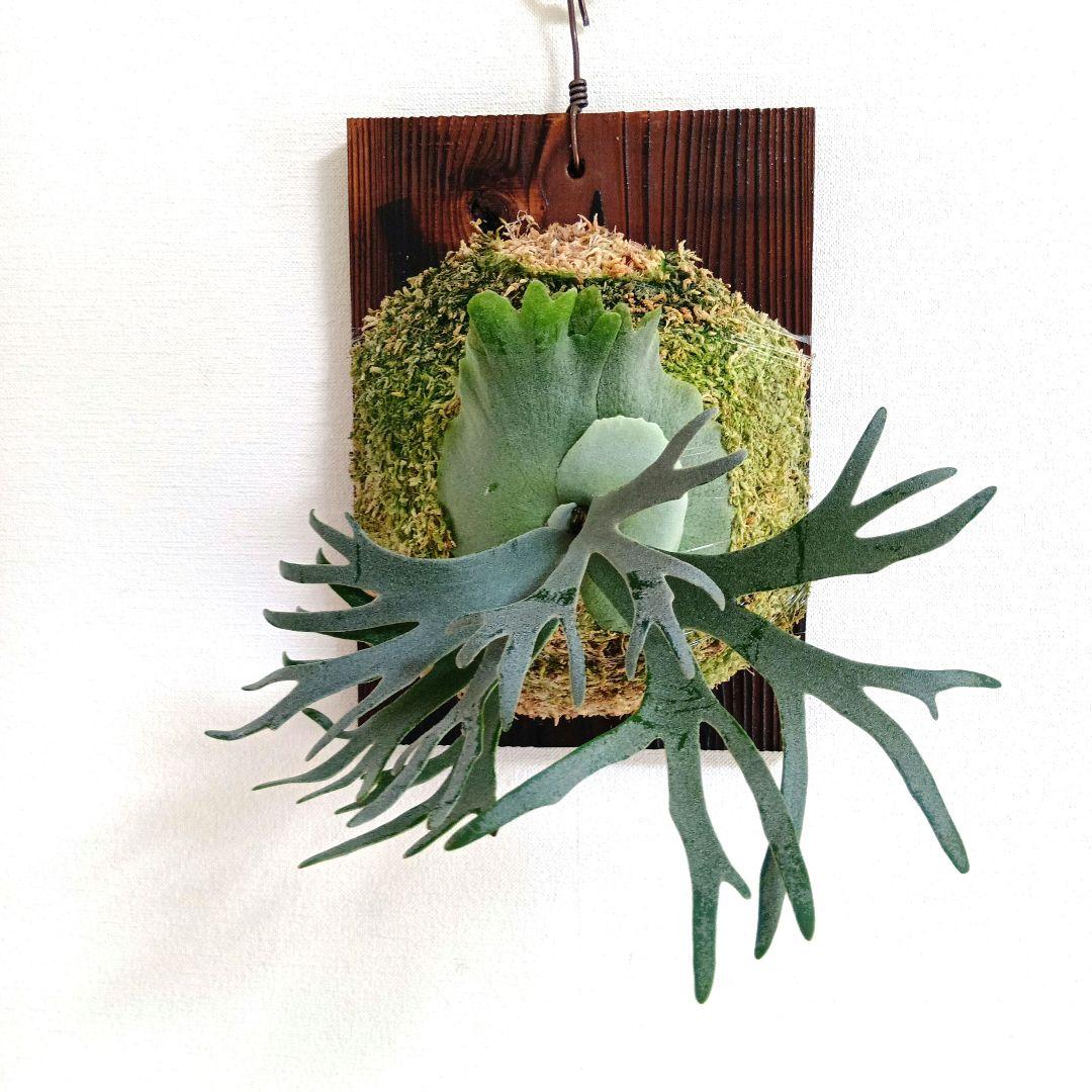 ビカクシダ・Bacteria・親株サイズ