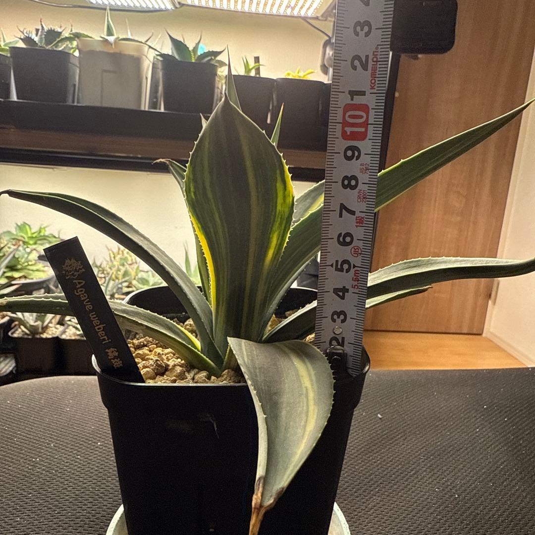 サ*ク様 アガベ　ウェベリー　縞斑