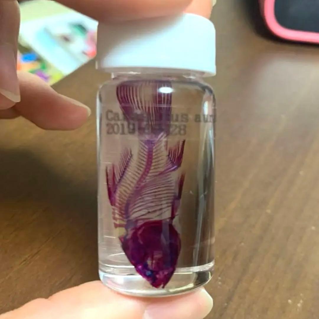 【極希少・極美品】小魚の標本　小瓶　Carassius auratus