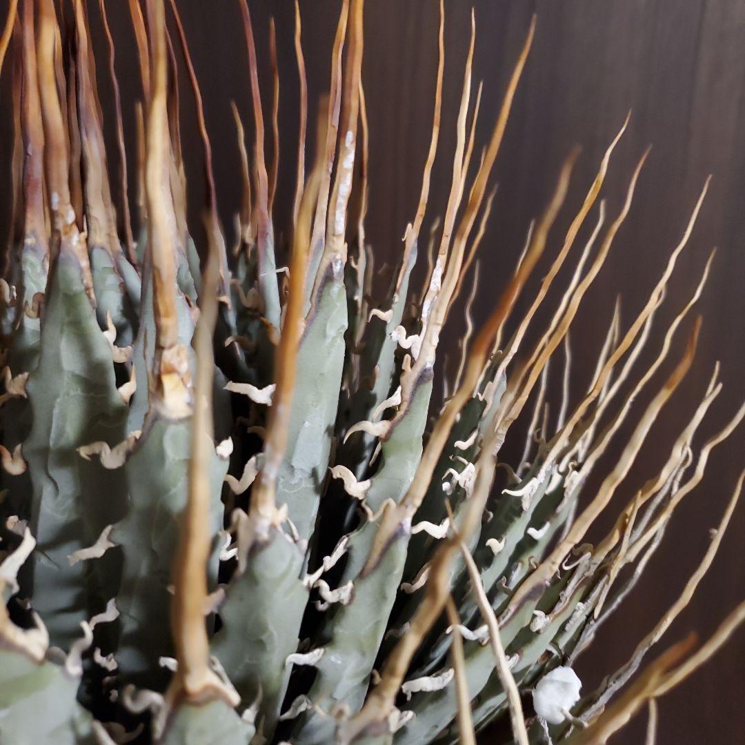 28 アガベ　ユタエンシス エボリスピナ long棘　強棘　特大株　3.0kg