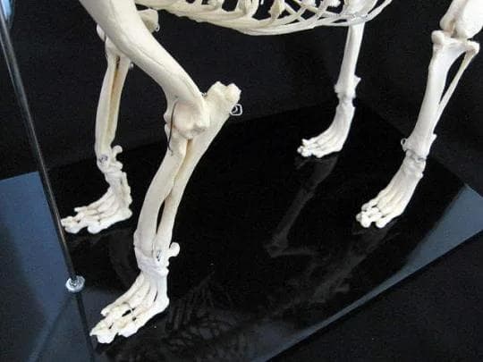イヌの全身骨格模型　☆レプリカ☆