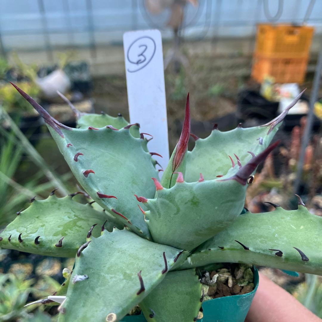 レトロ アガベ マルガリータ