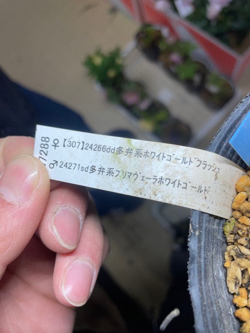 加藤農園 プリマヴェーラピンクゴールド クリスマスローズ